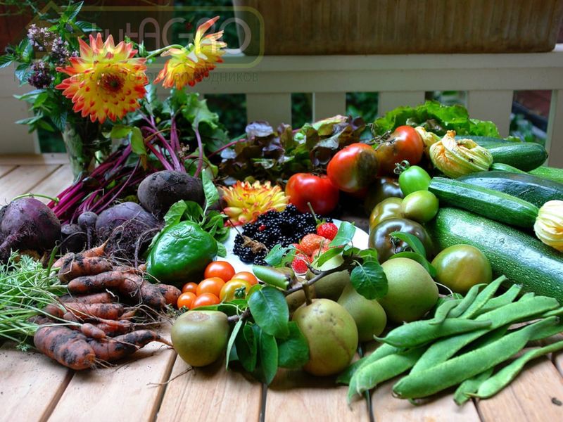 Мода возвращается… даже на овощи