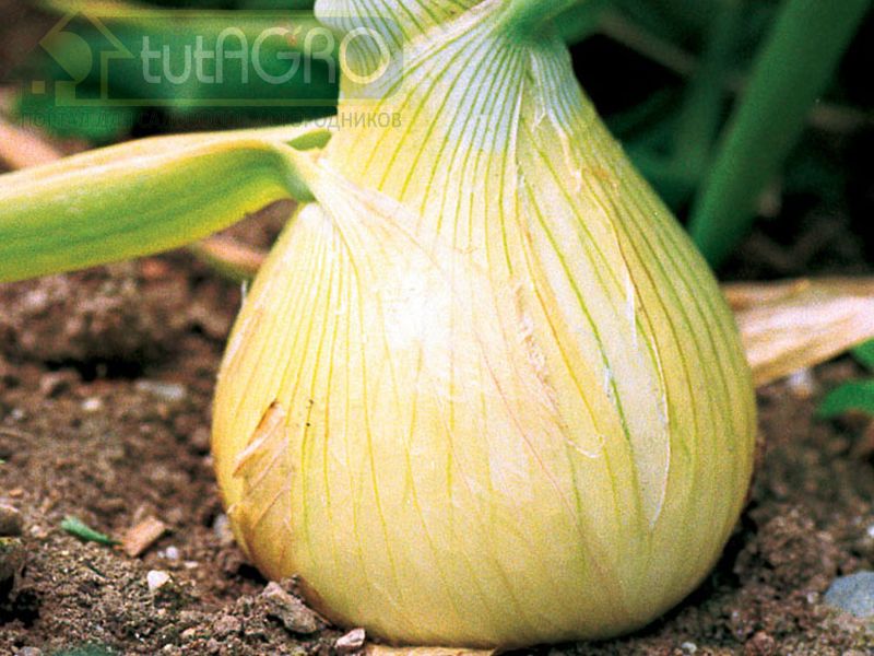 Лук Эксибишен - секреты выращивания