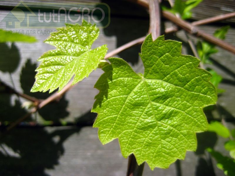 Виноградник: Советы начинающим