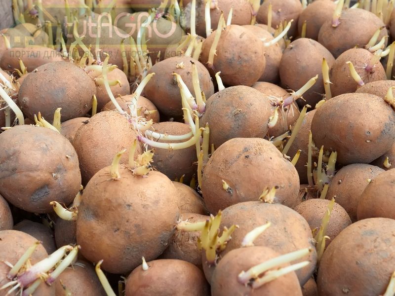 Картофельные премудрости