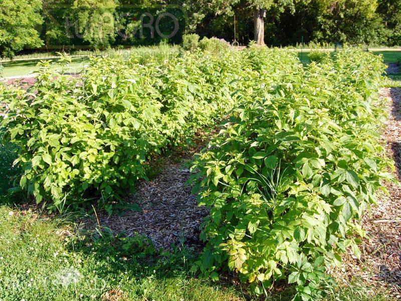 Малиновые будни: формирование и обрезка