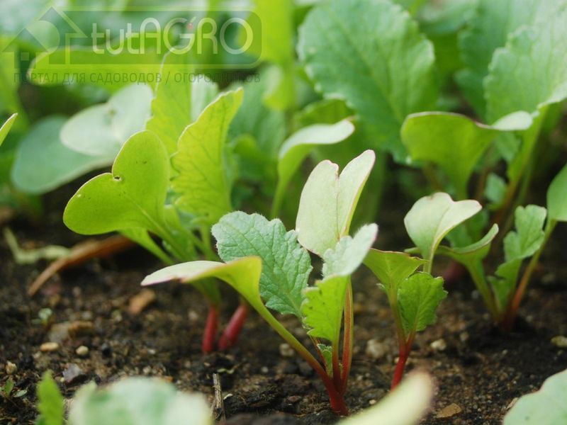 Редисочные напасти