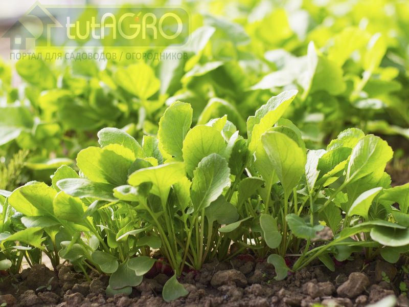 Редисочные напасти