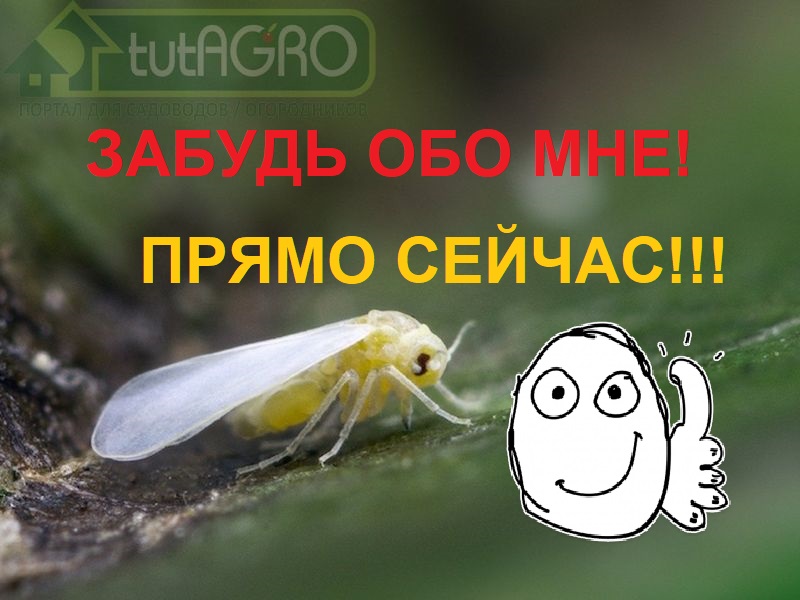 Белокрылки - очень опасные вредители. Избавиться от белокрылки очень сложно. А еще от трипса, сциарид, тлей.... Поэтому бороться с этими вредителями надо СИСТЕМНО! Копеечное средство! Примените его и забудьте о белокрылке! Начните избавляться уже сейчас!