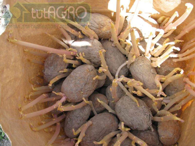 Картофельные проростки-переростки