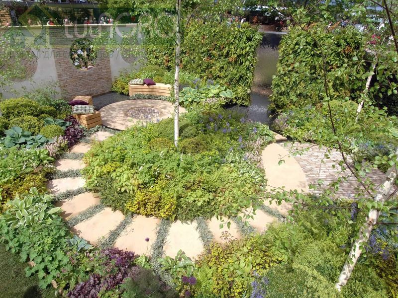 Травы с ароматом лимона