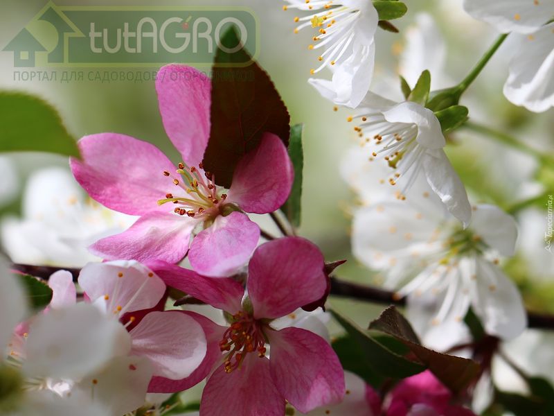 Бонусы от прививок