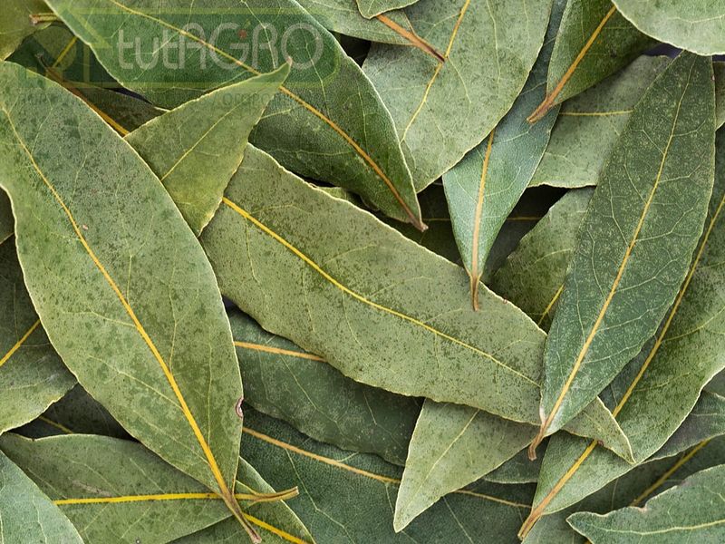 Лавр - благородный помощник 