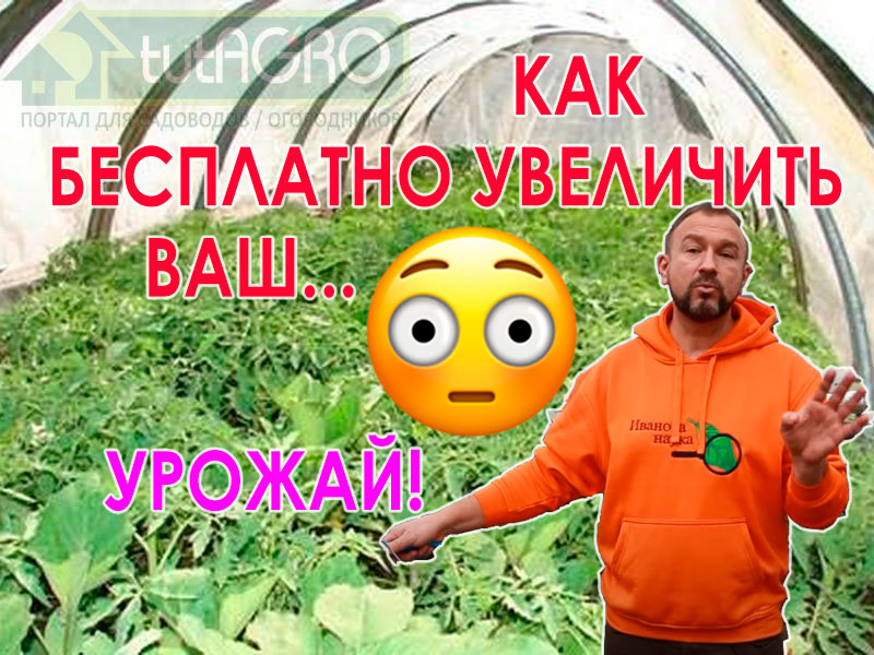 Вторая половина срока выращивания рассады часто связана с началом голодания и преждевременным переходом рассады в фазу цветения. Это очень опасно, так как может привести к значительному снижению урожая или позднему урожаю. Чем подкормить рассаду? Бесплатный увеличитель урожая. Без этой подкормки урожай будет не тот!