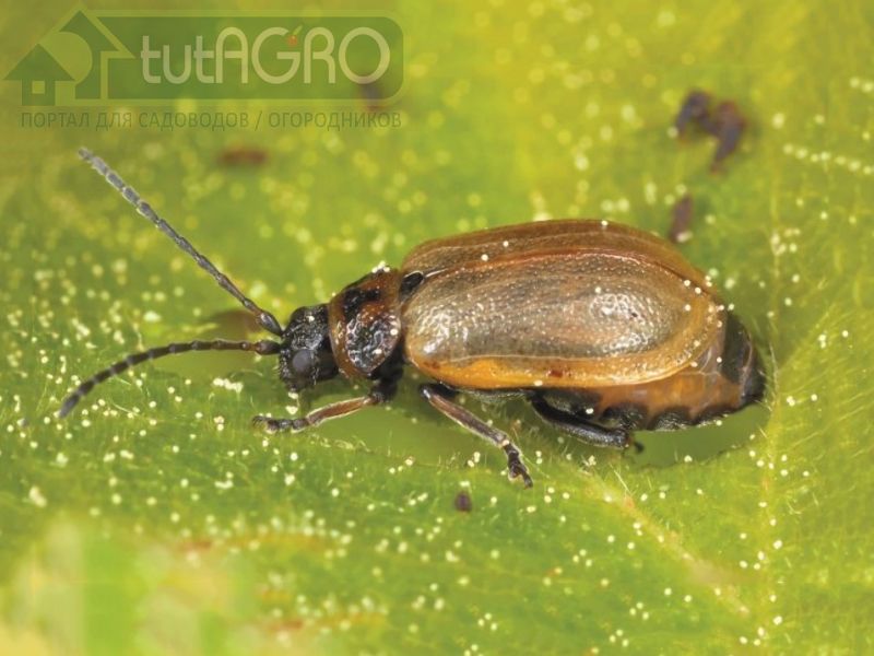 Земляничный листоед