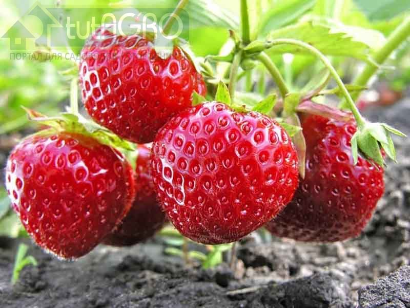 Земляничный листоед