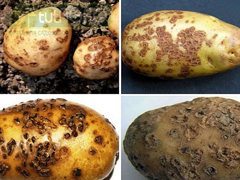 Будь здоров, картофель