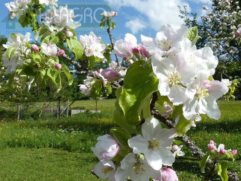 Вы еще не в саду? Все - в сад!