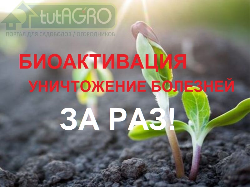 В этом видео я поделюсь с вами методом ПРОВОКАЦИЯ. Он весьма доступный и поможет решить все эти задачи. Конечно, биоактивацию можно провести и с помощью компоста. Но, во-первых. не у всех он есть, а, во-вторых, компост не избавляет, а, напротив, может СПОСОБСТВОВАТЬ развитию болезней. Предлагаемый же способ экономичен, легок и лишен этих недостатков. За 1 раз биоактивация почвы и уничтожение болезней!