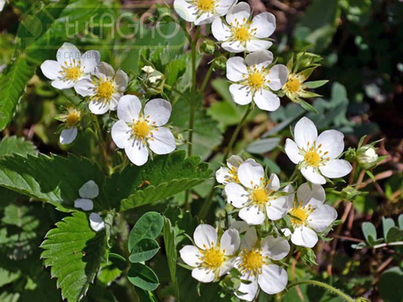«Черная метка» для земляники