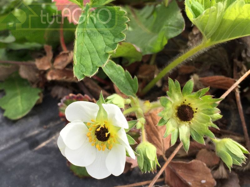 «Черная метка» для земляники