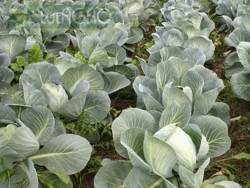 Капуста без головы