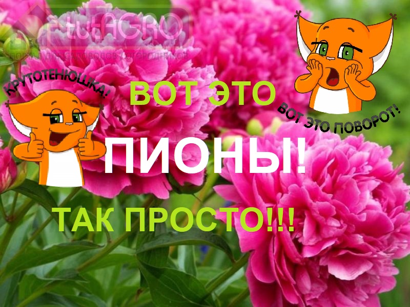 В этом видео я вам расскажу об уходе за пионами, а также другими весеннецветущими и цветущими в первой половине лета цветами. На самом деле, такой уход и вовсе не потребует много усилий. Легкое рыхление и... особая подкормка, доступная каждому! Cделайте так весной и пионы будут радовать вас чудесным цветением несколько десятков лет!