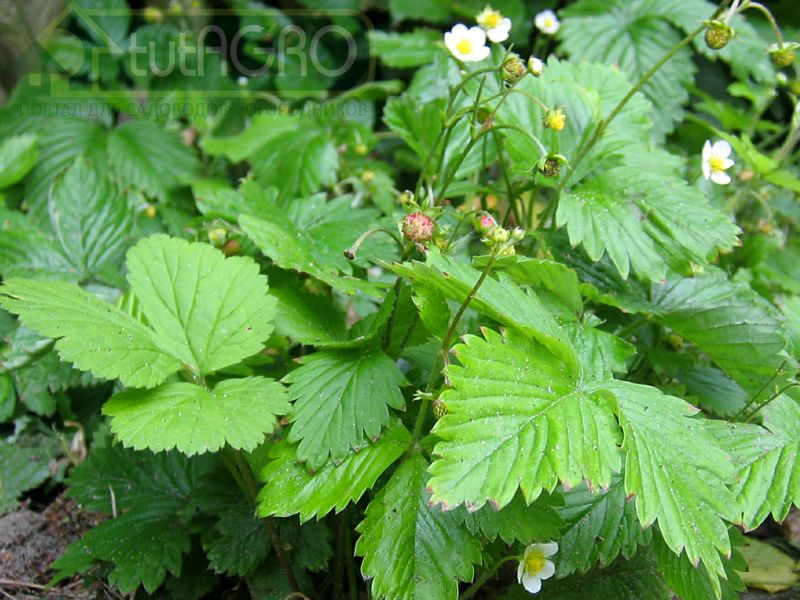 Землянику «съела» …фитофтора 