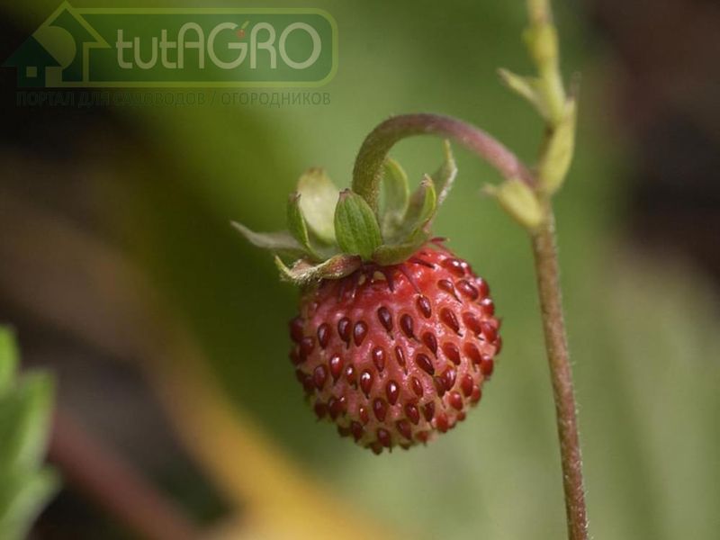 Землянику «съела» …фитофтора 