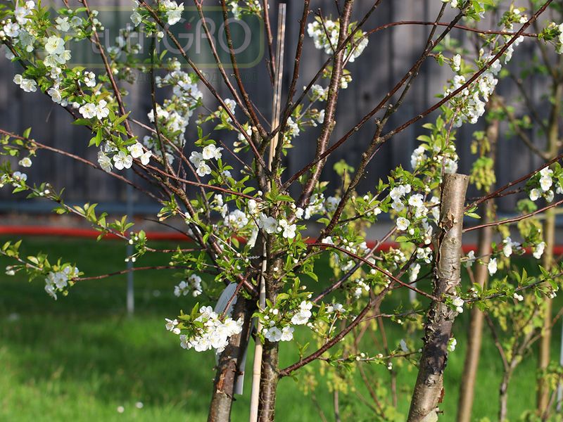 Биопрепараты для саженцев