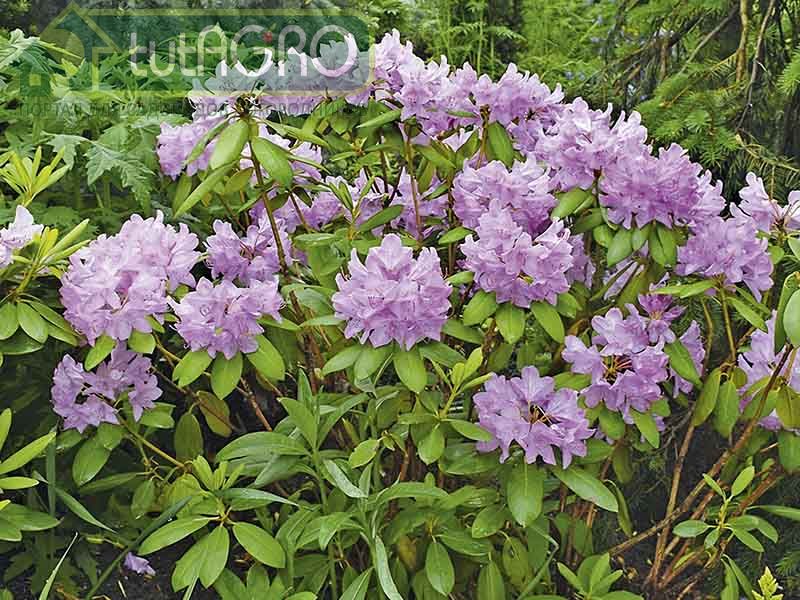 Весенняя подкормка рододендронов