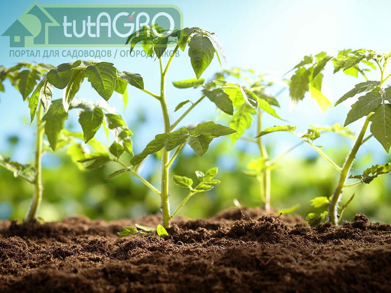 Рассада: переломный момент