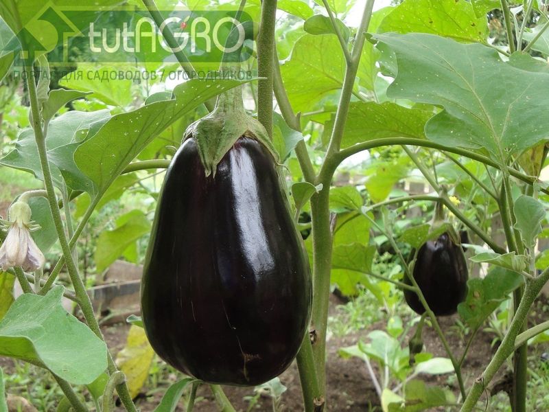 Баклажан в хорошей форме