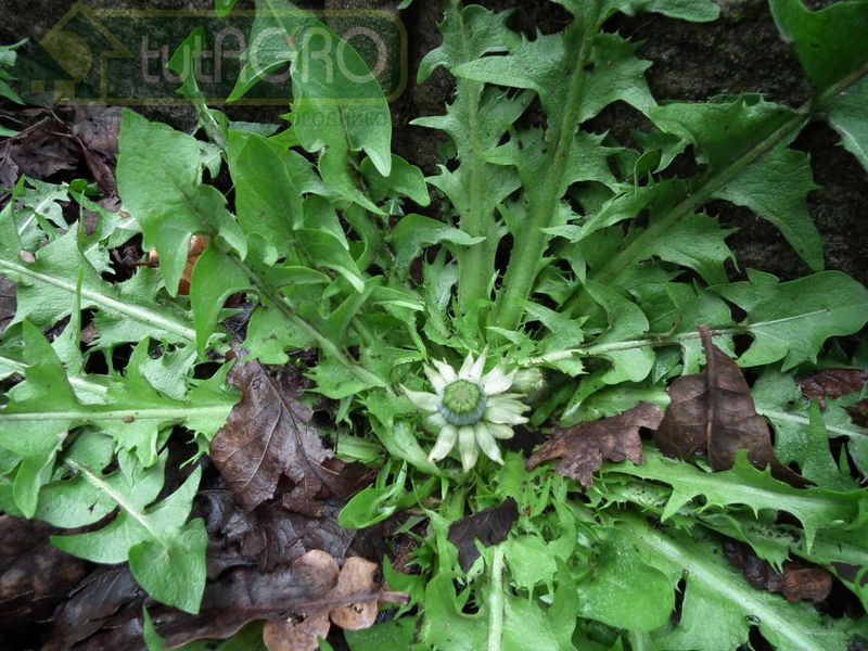 Одуванчик против тли