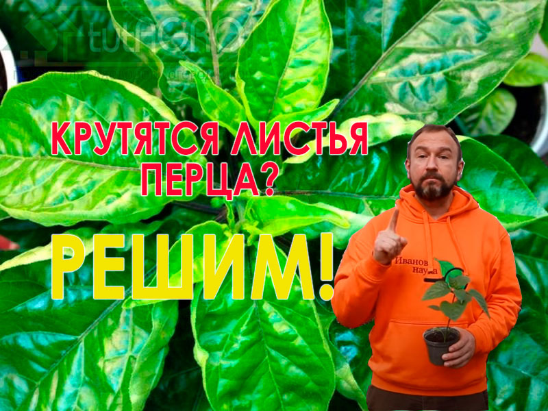 КРУТЯТСЯ ЛИСТЬЯ? Исправим в момент! Вот 3 НЕОЧЕВИДНЫЕ ПРИЧИНЫ, о которых надо знать ВСЕМ! КРУТЯТСЯ ЛИСТЬЯ? Исправим в момент!