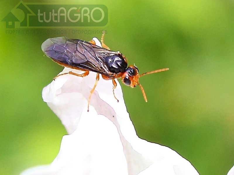 Плодовые пилильщики - угроза урожаю