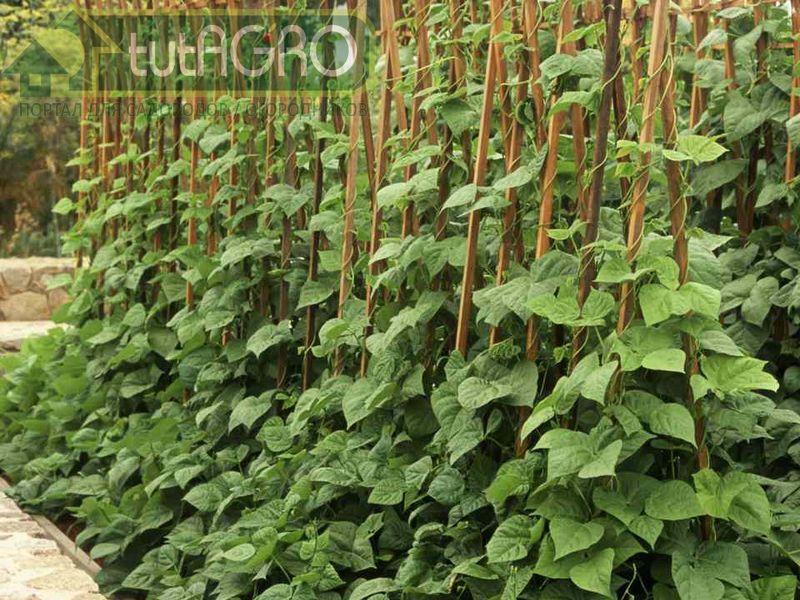 Избавиться от тли вкусно и полезно!