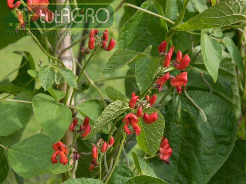 Избавиться от тли вкусно и полезно!