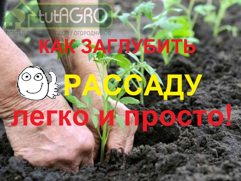 Как именно заглублять рассаду перца, баклажана, томата, огурца и даже капусты смотрите в этом видео. Как правильно заглубить рассаду, чтобы она прижилась и дала большой урожай