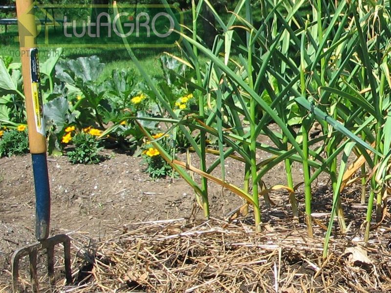 Помогите чесноку