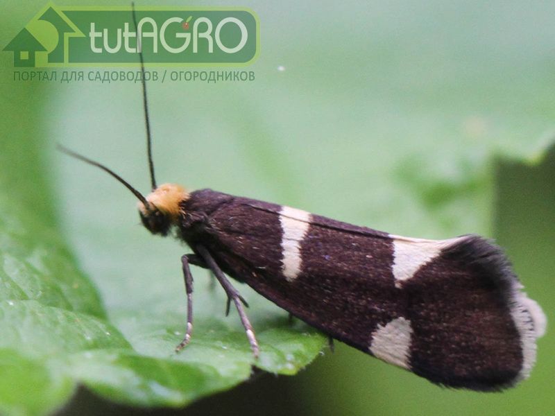 Спасем смородину от моли!