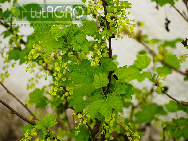 Спасем смородину от моли!