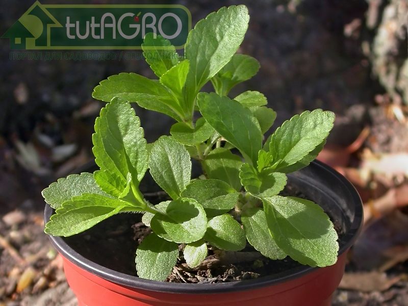 Стевия - сладкая травка