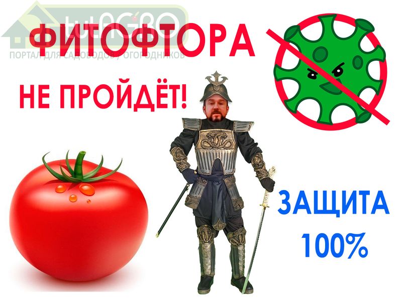 Живой щит в теплице - отличный способ избавиться от таких опасных и назойливых болезней как кладоспориозом, серая гниль, фитофтороз, мучнистая роса и многие другие. УСТАНОВИТЕ В ТЕПЛИЦЕ и ПАРНИКЕ ЖИВОЙ ЩИТ - защита урожая на весь сезон! ФИТОФТОРА НЕ ПРОЙДЕТ!