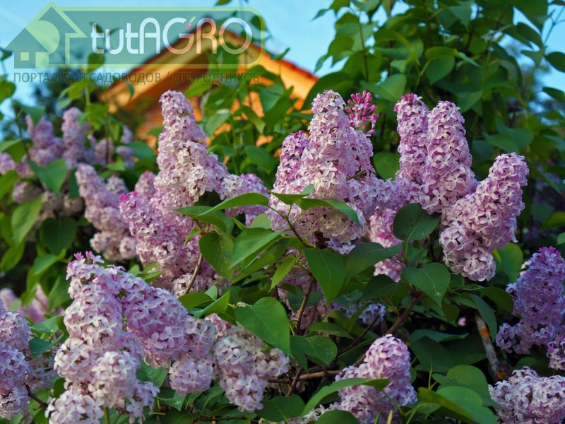 Сиреневый май
