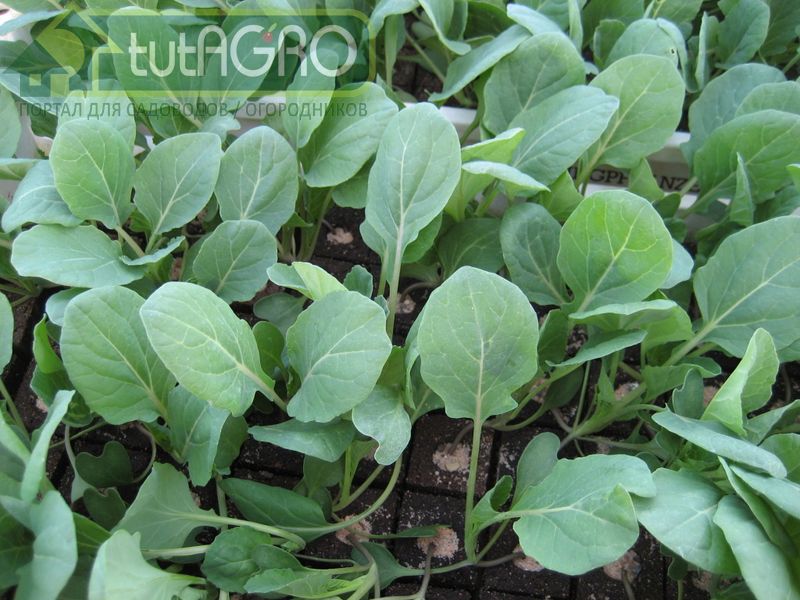 Капустные вредители: врага надо знать в лицо