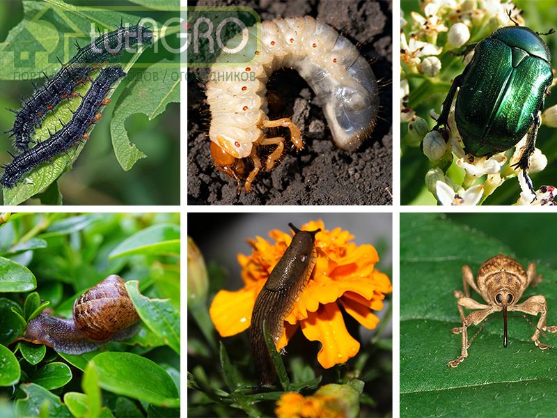 Расправляемся со всеми вредителями одним махом!