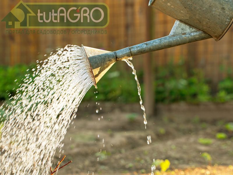 Салициловая кислота для иммунитета растений 