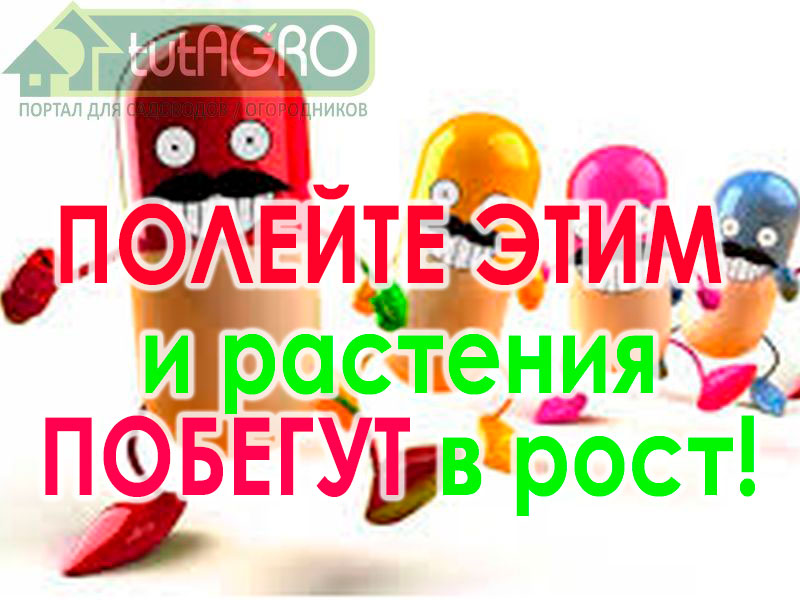 В этом видео я поделюсь с вами копеечным рецептом для стимуляции и укрепления рассады, особенно той, которая после высадки замерла, может быть даже пожелтела и никак не хочет расти. Витаминки для томатов, перцев, огурцов и капусты