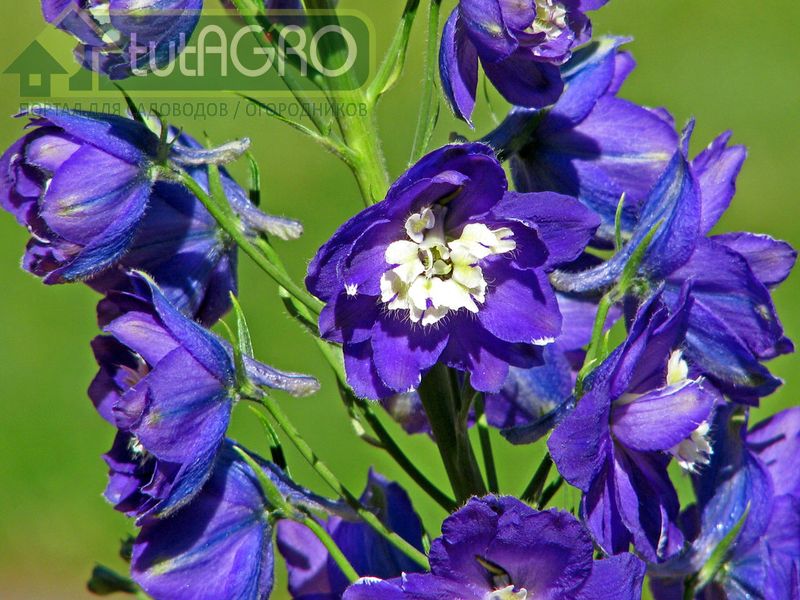 Как уберечь дельфиниум от мучнистой росы