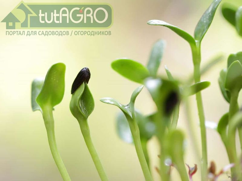 Стимулятор роста своими руками