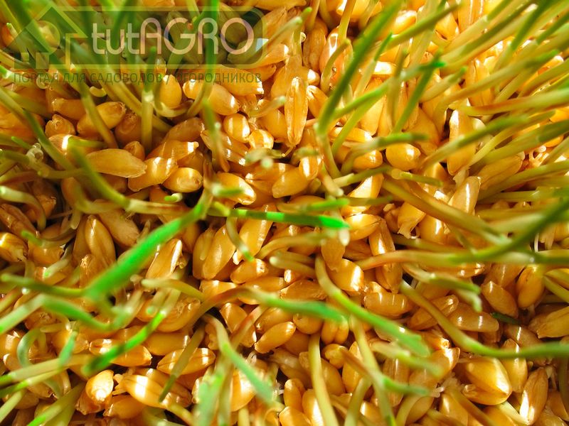 Стимулятор роста своими руками