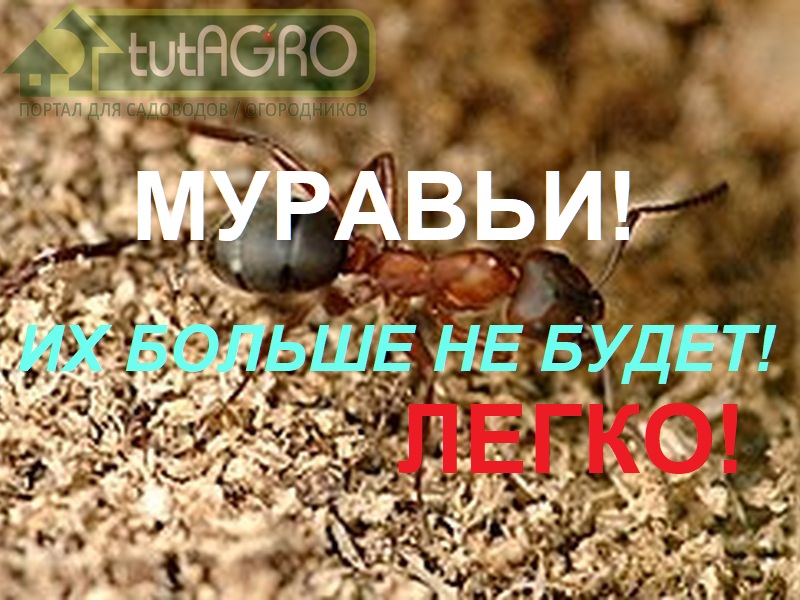 В этом видео я расскажу и покажу вам отличное супер средство от муравьев! Как избавиться от муравьев - это вечный вопрос всех садоводов и огородников. Муравьи в огороде доставляют большой ущерб урожаю и вредят растениям, так же муравьи в саду разносят тлю и поэтому из-за работы муравьев страдают деревья и растения. Избавиться от МУРАВЬЕВ быстро и БЕЗ ХИМИИ: уходят вместе с потомством!