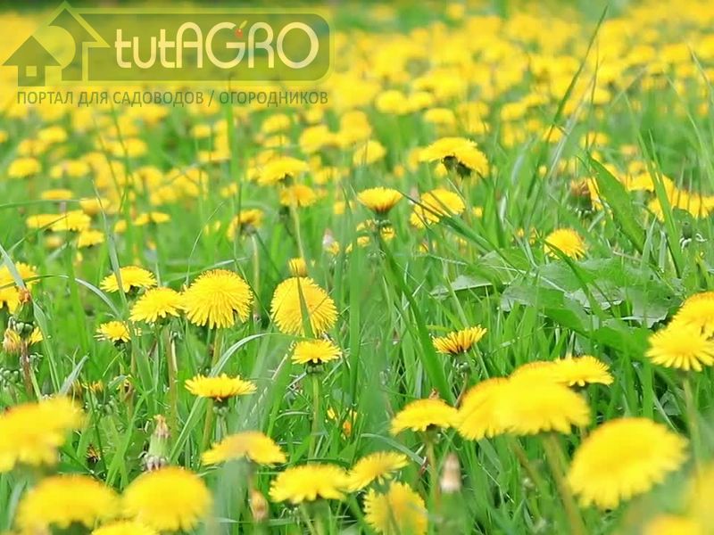 Целебное «золото»