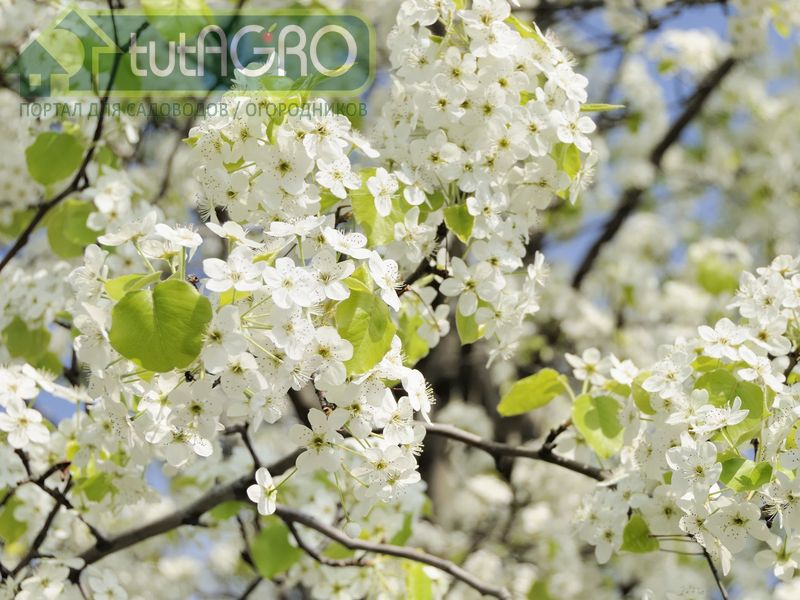 Груши любите? Обработайте деревья!